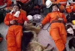 น้องหมา ผู้ช่วยคน(ตัว)สำคัญ ที่"เทียนจิน" ที่เกิดเหตุระเบิด นอนพักเอาแรง สุดยอด