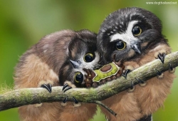 northern saw-whet owl ตัวไรอะ ลูกนกเค้าแมวสงสัย ?