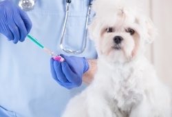 ฉีดวัคซีนป้องกันโรคพิษสุนัขบ้าฟรี ในสัตว์เลี้ยง หมา-แมว ทุกเขตทั่วกรุงเทพมหานคร ระหว่างวันที่ 5-16 มีนาคม 2561
