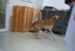 ชีวิตใหม่ "เจ้าโคล่า" มะหมาที่ถูกคนใจโหดตัดขาหน้าหตุเพราะไปกัดรองเท้า กับวันนี้ที่เดินได้อีกครั้งแล้ว มีคลิป