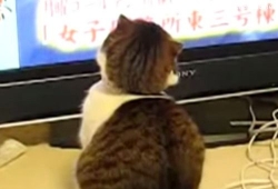เมื่อแมวน่ารักดูทีวี หันมามีดราม่า ดูทำหน้าตา
