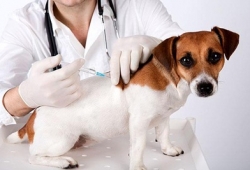 ฉีดวัคซีนป้องกันพิษสุนัขบ้าฟรี ทั่วกรุงเทพ กทม.ฉีดวัคซีนป้องกันพิษสุนัขบ้าทั่วกรุงฟรี 5-16 ก.ย.59 นี้