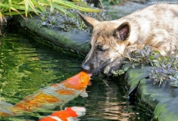 Animals Kissing ภาพสัตว์น่ารักๆ จูบกันได้น่ารัก อ่อนหวาน สวยมากๆ