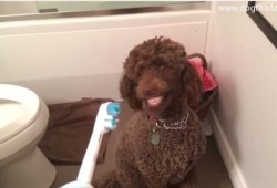 คลิปหมา ตลกฮาๆ หมาแสนรู้ ยิงฟันโชว์เมื่อเห็นแปรงสีฟัน!