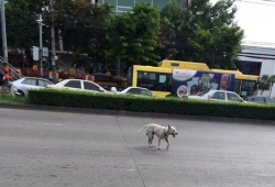 เมื่อน้องหมาจะข้ามถนน แต่ไม่มีรถคันไหนจอดให้ นี่คือวิธีแก้ปัญหาของมัน