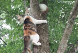 คลิปสัตว์เลี้ยงน่ารัก แม่แมวสอนวิธีลงจากต้นไม้ให้กับลูก