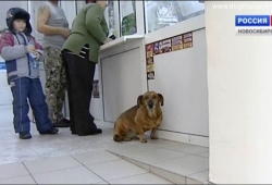 สะเทือนใจ สุนัขไปโรงพยาบาลทุกวัน รอเจ้าของที่เสียชีวิตไปแล้ว