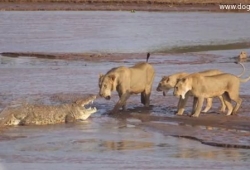 คลิปนาทีระทึก สิงโตรุมฟัดจระเข้ตัวใหญ่ไม่ได้กลัวเลย ที่เคนย่าชัดๆ