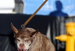 เจ้าควอสิโมโด สุนัขสายพันธุ์ผสมพิทบลู-ดัตช์ แชพเพิร์ด  สุนัขอัปลักษณ์ที่สุดในโลก 2015