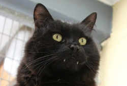 ทิมมี่ แมวดำมีเขี้ยวเหมือนแวมไพร์ โดนเจ้าของทิ้งเพราะมันน่ากลัวเกินไป