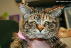 เจ้าทัคเกอร์ (Tucker) แมวน้อยหน้าเศร้า หน้าบูดที่สุดในโลก จนหาคนเลี้ยงไม่ได้ แต่ดังสุดๆตอนนี้