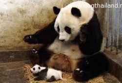 The Sneezing Baby Panda ไม่กี่วิแต่ทำให้ฮาได้ เจ้าแพนด้าน่ารัก