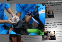 คลิปช่วยน้องหมา ติดท่อเหล็ก ดังไปทั่วโลก ชาวโลกยกย่องกู้ภัยไทย