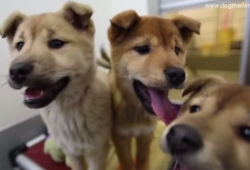 คลิปชัดๆ ช่วยน้องหมา ที่กำลังรอเชือดที่เกาหลีใต้ ดูหน้าตาพวกมันแต่ละตัวสิ