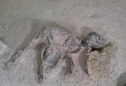 พบโครงกระดูก “สุนัข” ฝังพร้อมศพมนุษย์อายุราว 2,000 ปีก่อน ที่เมืองศรีเทพ จ.เพชรบูรณ์ สภาพสมบูรณ์มาก