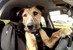 Meet Porter หมาขับรถยนต์ได้เว้ยเห้ย คนแห่ชมคลิปเพียบ