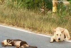 ภาพแม่สุนัขนั่งเฝ้าลูกที่ถูกรถชนไม่ยอมห่าง ชาวเน็ตเห็นแล้วสงสารจับใจ