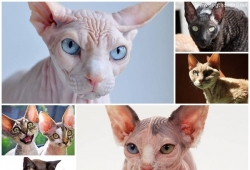 5 สายพันธุ์แมว ที่น่าเกลียดที่สุดในโลก ! ทาสแมว ทูลหัวของบ่าว สนไหม