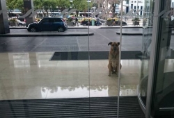 แอร์โอสเตสสาว รับเลี้ยงน้องหมาจรจัด หลังนั่งรอหน้าโรงแรมทุกครั้งที่เธอกลับมา