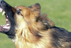 RIP "เรย์ด้า" สุนัขทหารรับใช้ชาติ ตกเหวตายในหน้าที่ ช่วยทหารร่วมภารกิจรอด