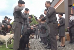 ยินดีด้วย ภาพพิธีประดับยศสุนัขตำรวจดมกลิ่นยาเสพติด 111 ตัว ครั้งแรกในไทยหลังปฏิบัติหน้าที่อย่างเต็มความสามารถ