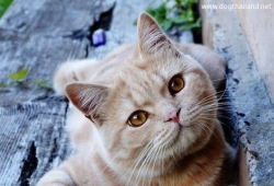 นักวิทยาศาสตร์เตือนเลี้ยงแมวที่บ้านอาจทำให้ลูกหลานคุณโง่ได้ ??