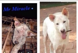 ภาพก่อนและหลังของเจ้า "มิราเคิล" สุนัขที่รอดตายจากธุระกิจค้าเนื้อสุนัขในไทย