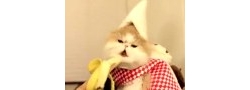 แมวกินกล้วย น่ารักมาก!!