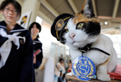 “ทะมะ” แมวดังญี่ปุ่น เน็ตไอดอล นายสถานีรถไฟเสียชีวิตแล้ว